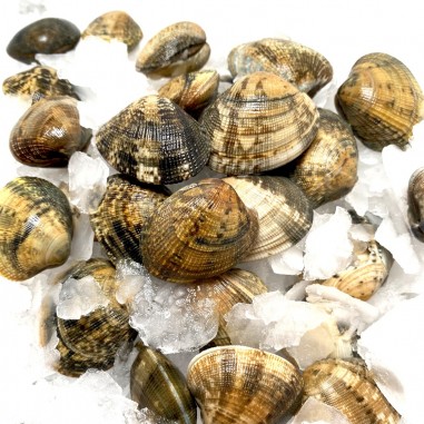 VONGOLE