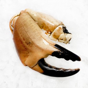 PINCE DE TOURTEAU CUITE (gros calibre)