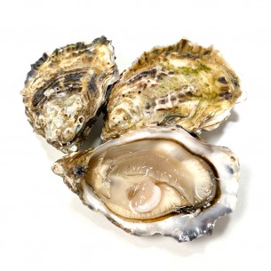 HUÎTRES OYSRI IRLANDE N°3