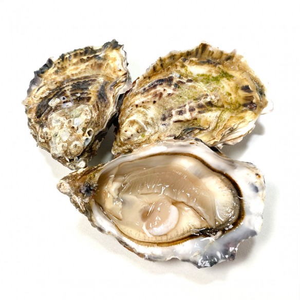 HUÎTRES OYSRI IRLANDE N°3