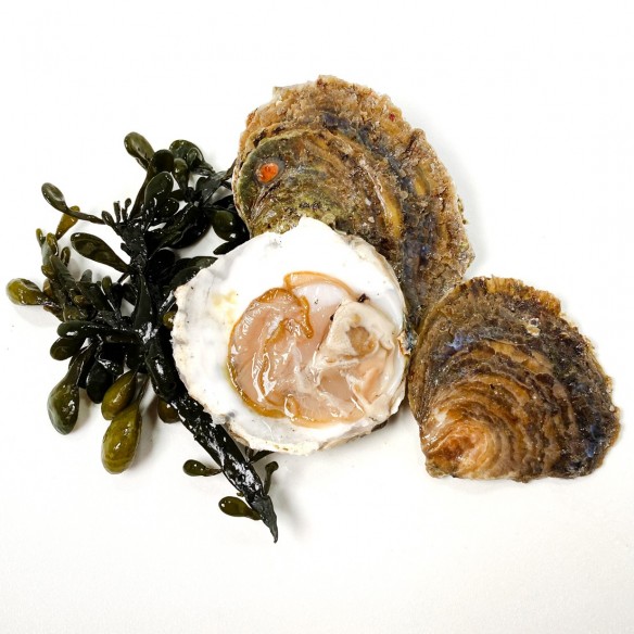 HUÎTRES PLATES ZÉLANDE HÉRITAGE N°4