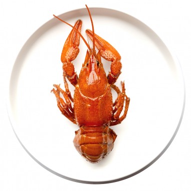 HOMARDS CUITS