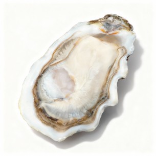 HUÎTRES JOSÉPHINE by Gillardeau