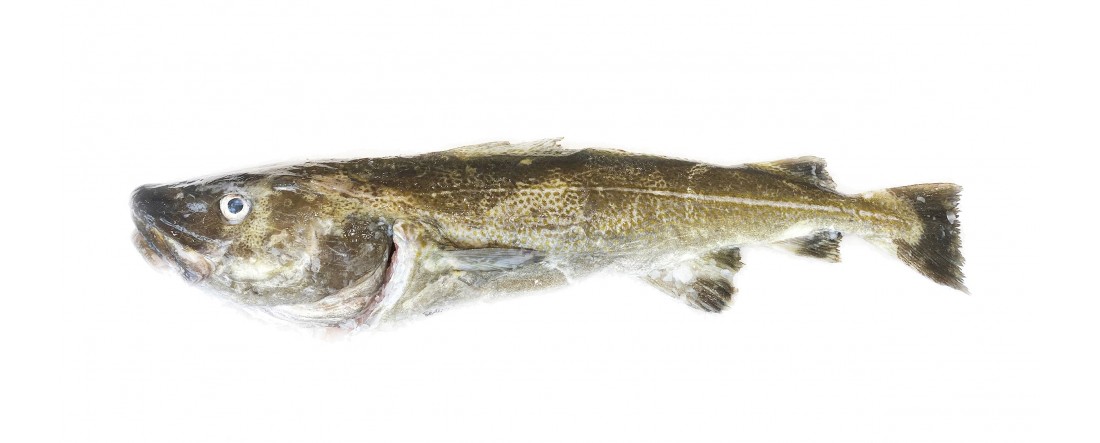 CABILLAUD (Gadus morhua)